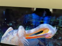 IMG_7906.jpeg