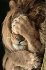 utanan aslan.jpg