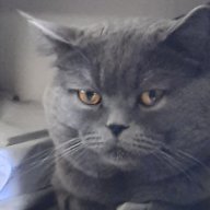 Osmaniyav