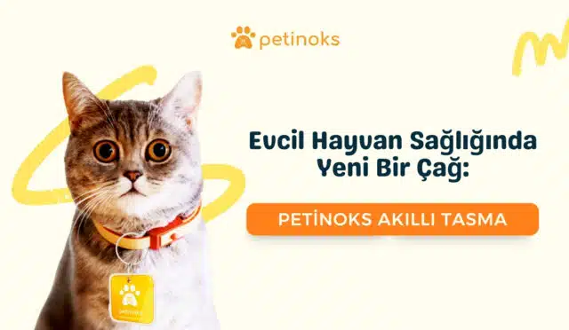 petinoks akıllı tasma